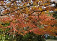 20181118 140327 200x146 - 紅葉真っ最中の京都、この連休が見頃です！お出かけのちょっとしたポイントをお伝えします♪