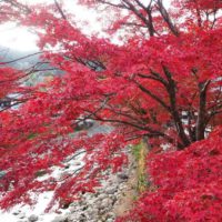 OI003243 200x200 - 大阪から行く滋賀の紅葉おすすめスポット。今年の見納めの紅葉は鶏足寺へ。